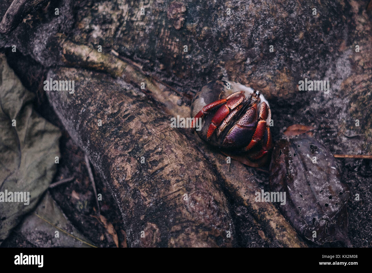 Hermit crab at Cahuita National Park, Cahuita, Limón, Costa Rica. Stock Photo