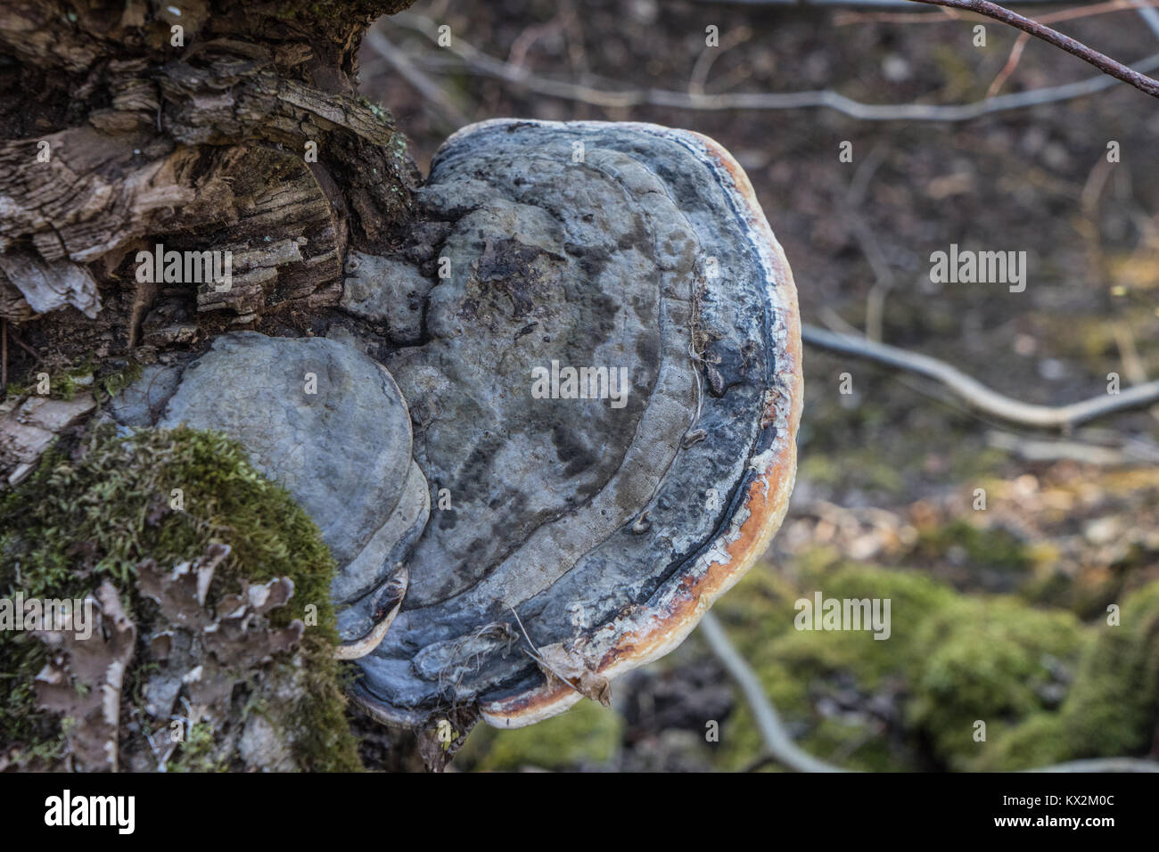 Parasite fungus growing on a tree trunk Stock Photo