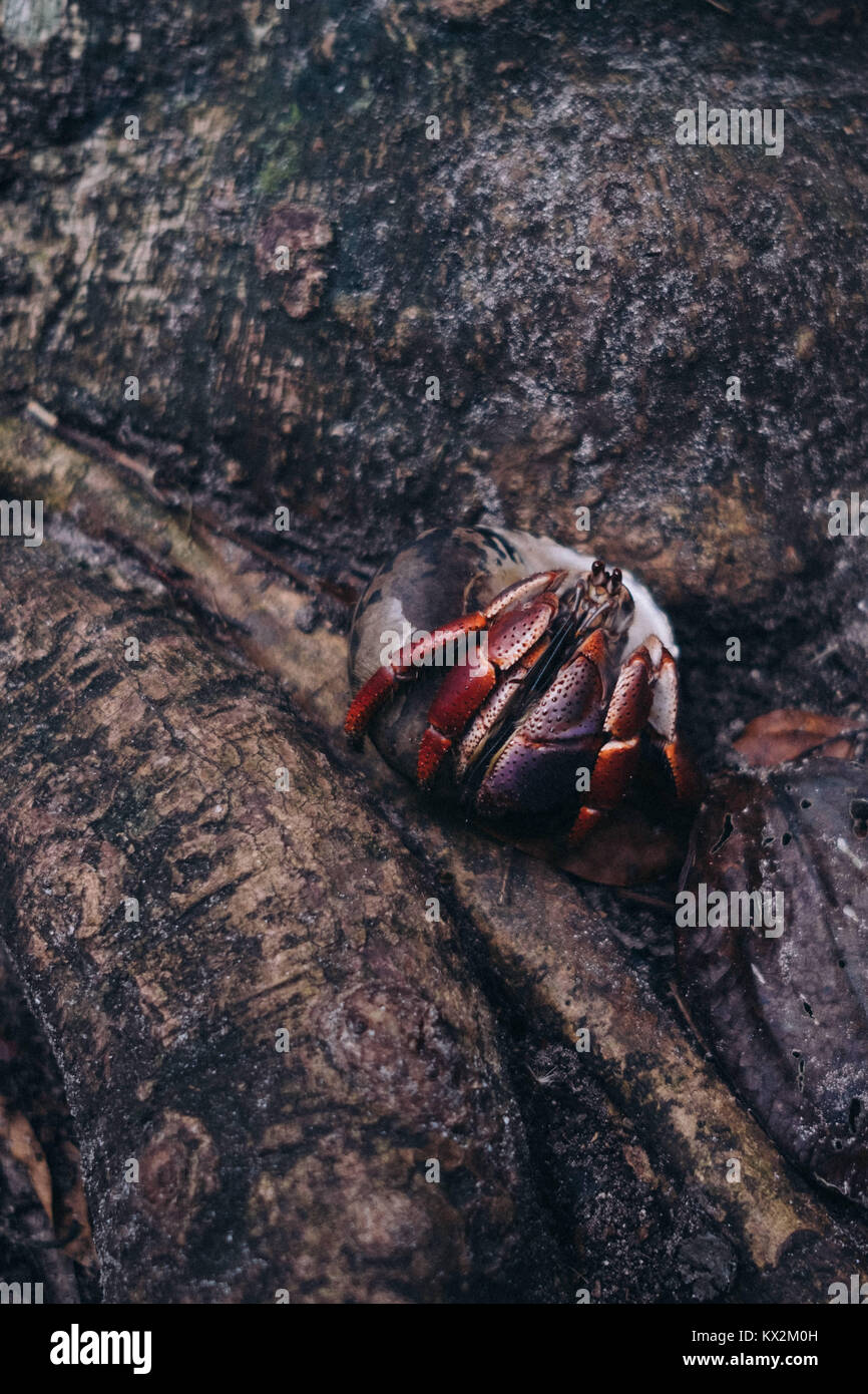 Hermit crab at Cahuita National Park, Cahuita, Limón, Costa Rica. Stock Photo
