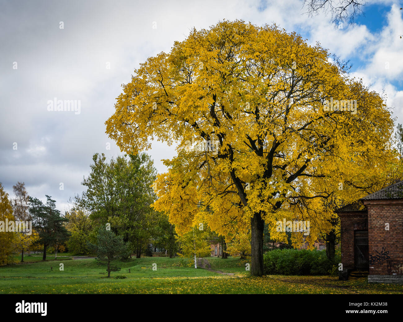Autumn fall foliage in park Stock Photo - Alamy