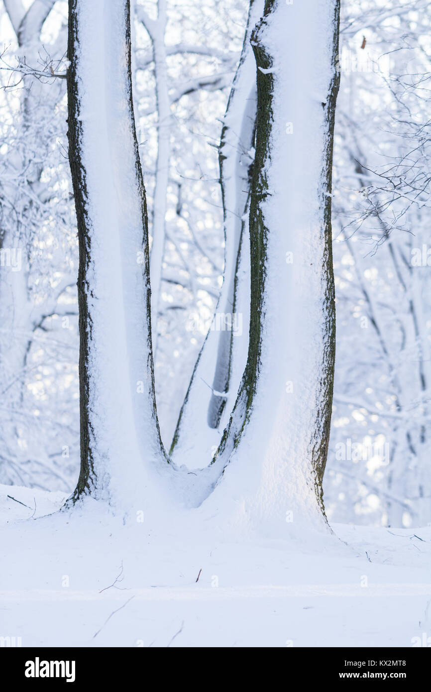 trees covered with snow in winter forest Stock Photo