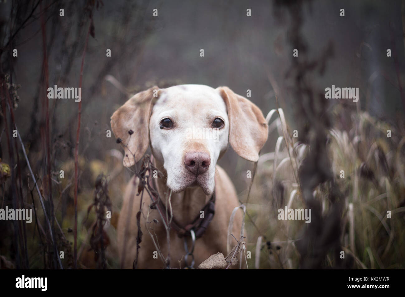 senior dog portrait in forest Stock Photo