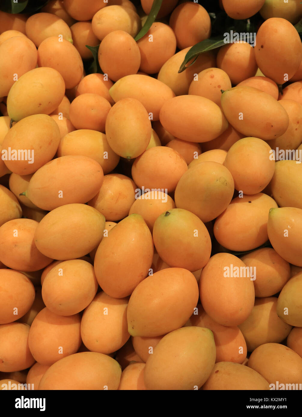 Heap of Vibrant Yellow Fresh Ripe Marian Plum, Fruits in Summer of Thailand Stock Photo