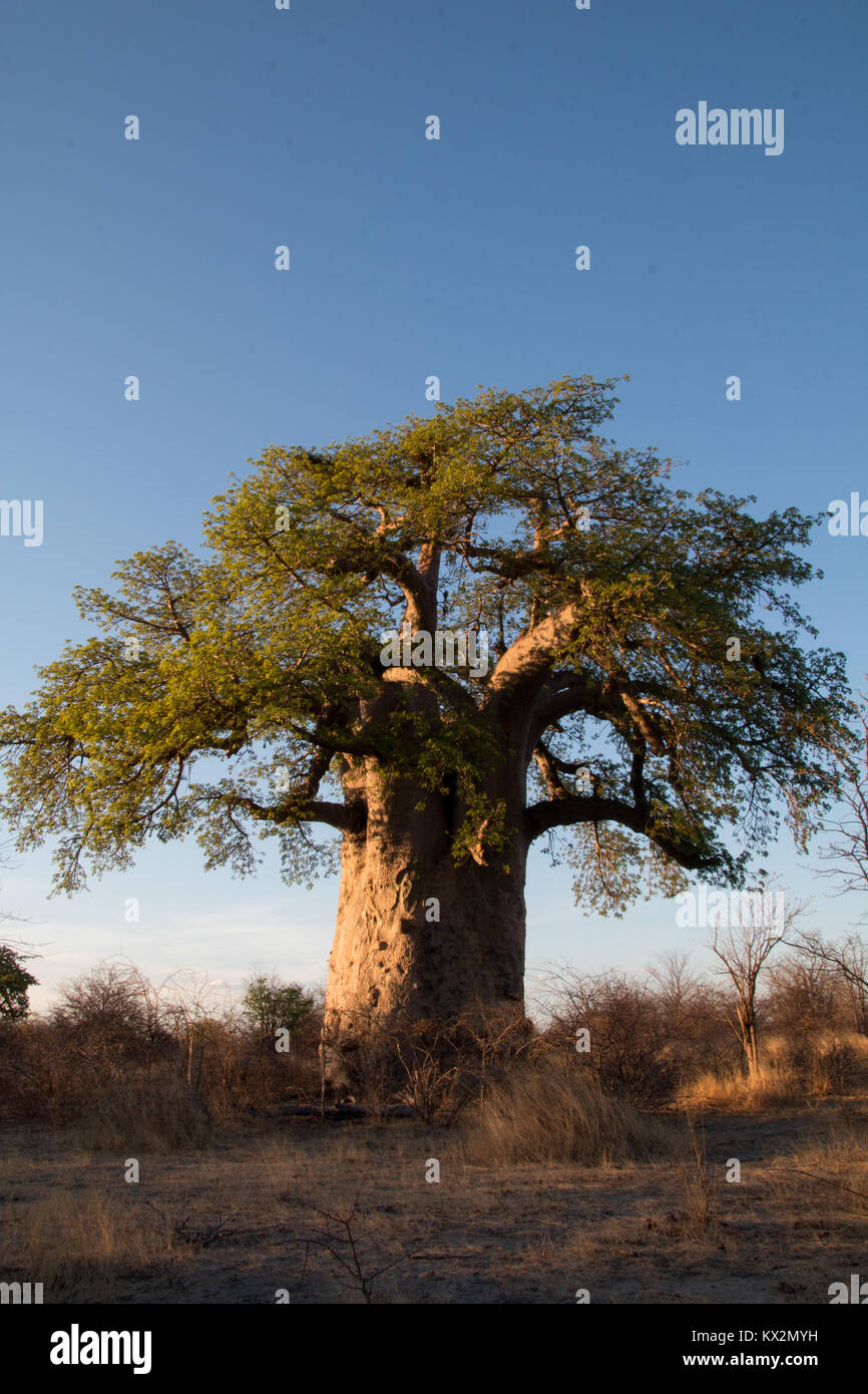 Gnarly tree hi-res stock photography and images - Alamy