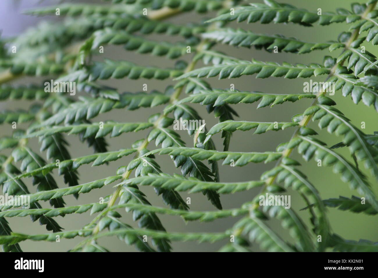 Fern leaves and patterns Stock Photo