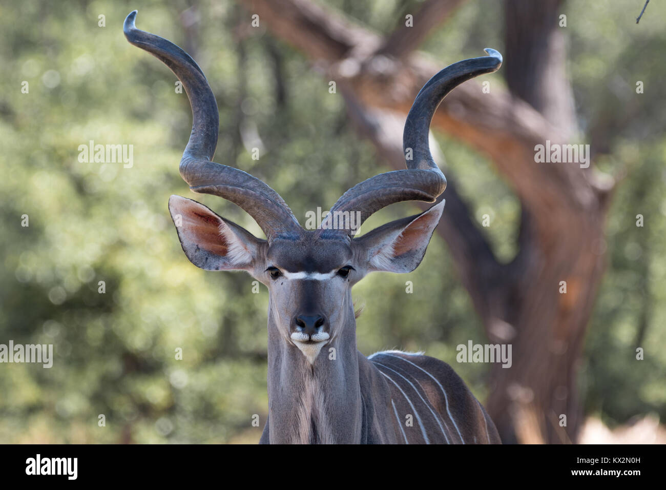 Kudu in Moremi Stock Photo