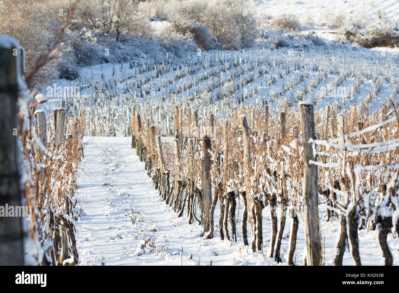 vineyard covered with snow in winter Stock Photo