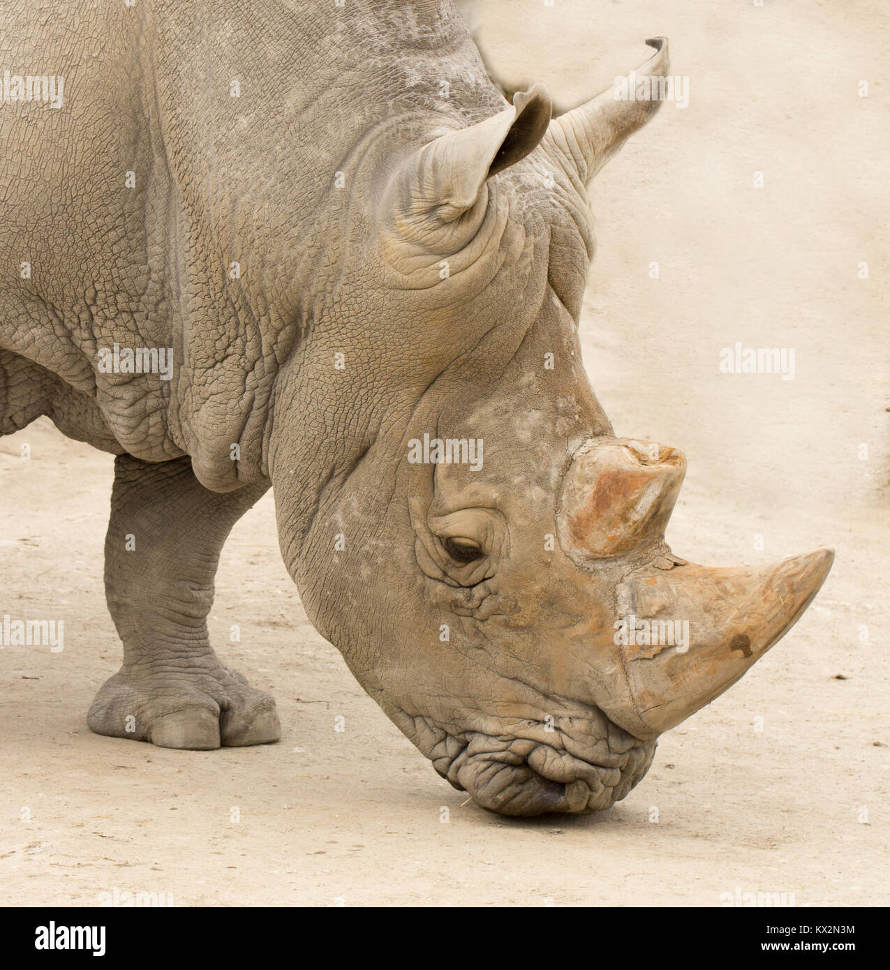 rhinocero head closeup Stock Photo