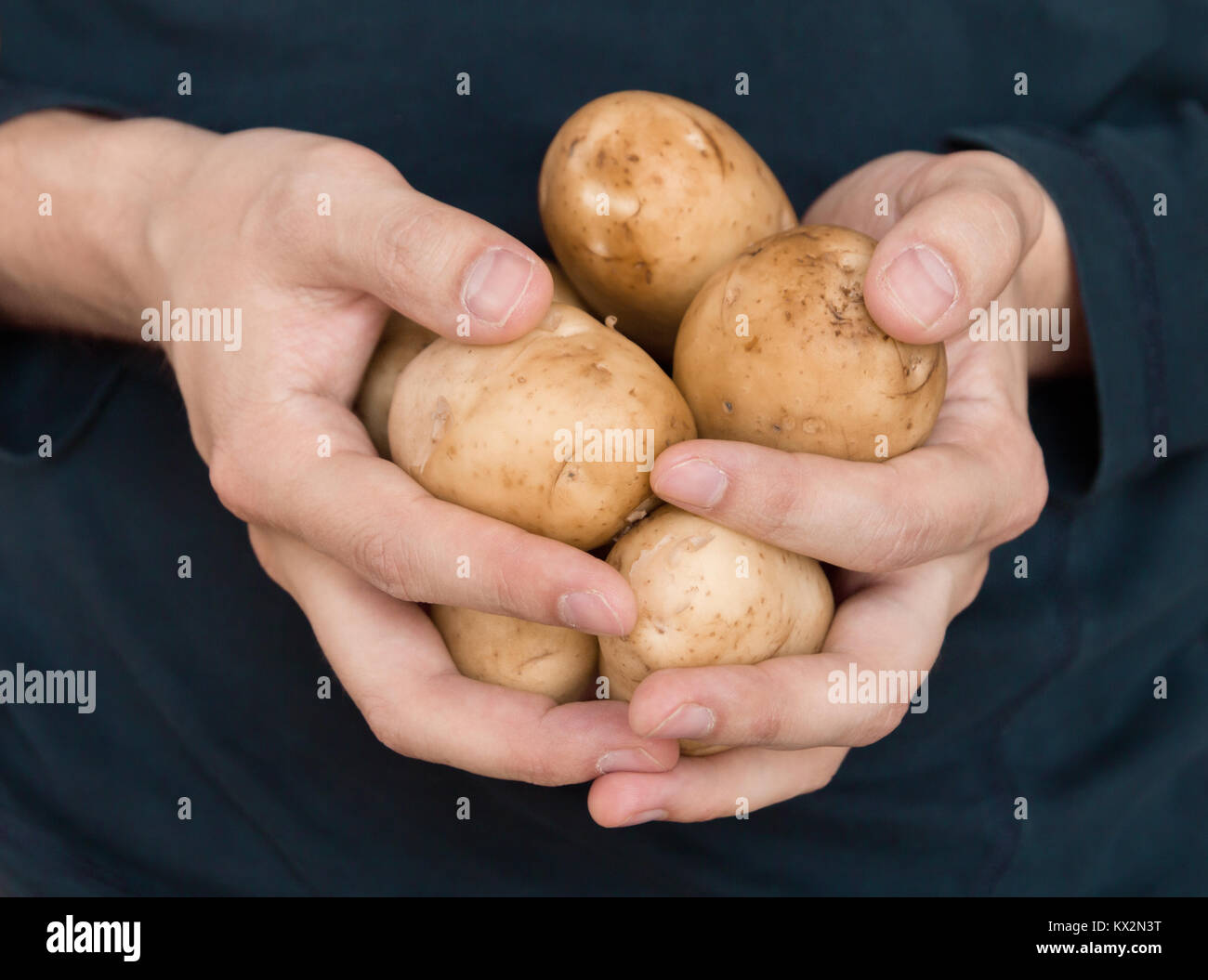 closeup of man hands holding potatos Stock Photo