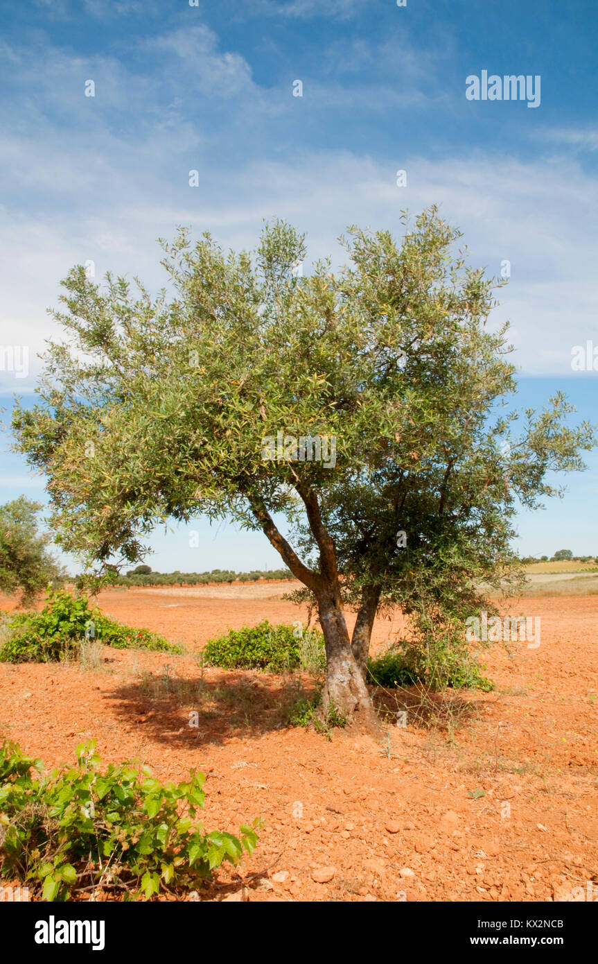 Olive tree growing. Belmonte de Tajo, Madrid province, Spain, Stock Photo