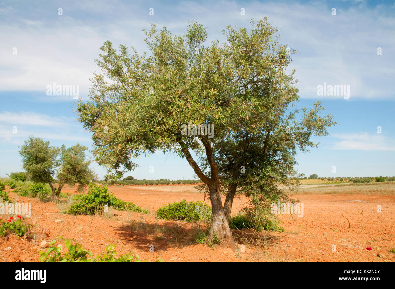 Olive tree growing. Belmonte de Tajo, Madrid province, Spain. Stock Photo