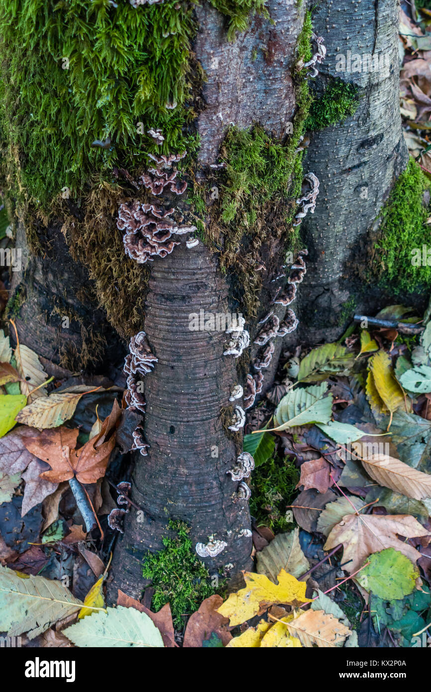 A closeup shot of a tree with fungus and autumn leaves Stock Photo - Alamy