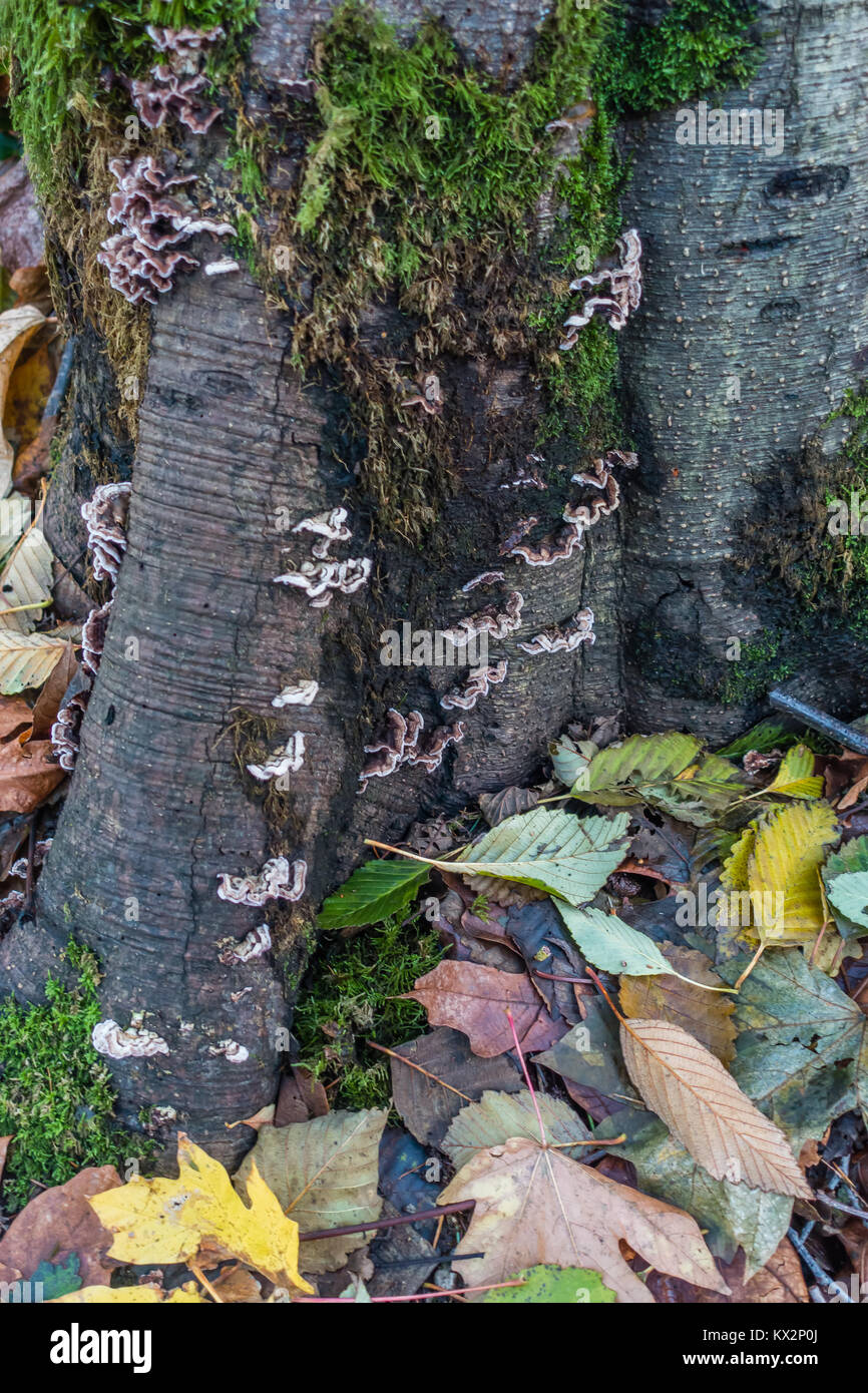 A closeup shot of a tree with fungus and autumn leaves Stock Photo - Alamy