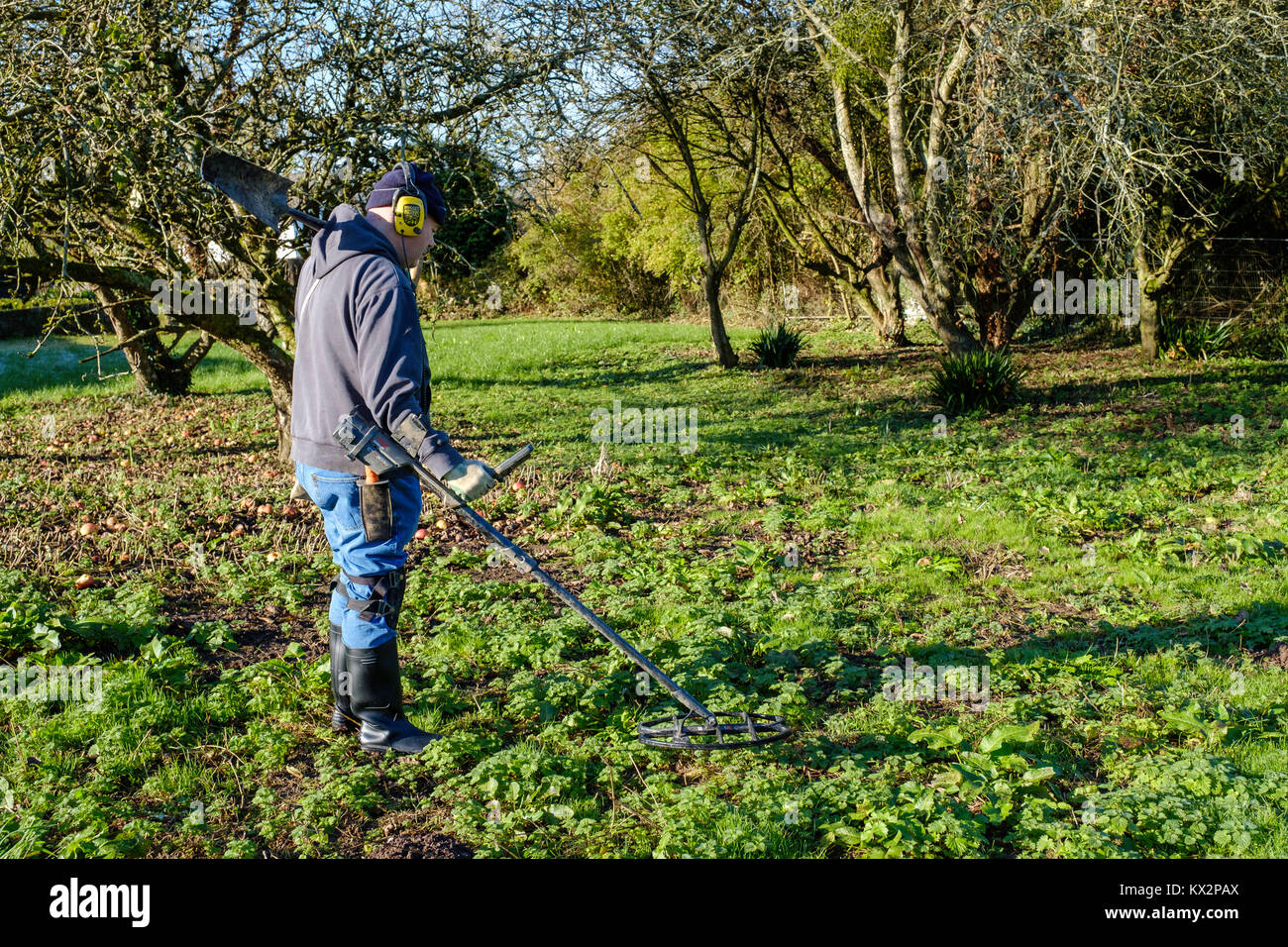MAN METAL DETECTING IN OLD ORCHARD WITH METAL DETECTING EQUIPMENT. WALES UK Stock Photo