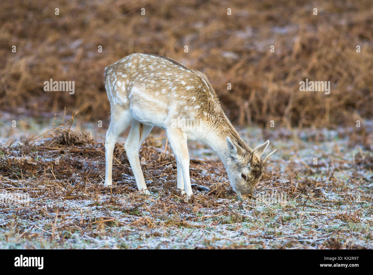 Fallow Deer Grazing amid Early Morning Winter Frost at Bradgate Park, Newton Linford, near Leicester, Leicestershire, England Stock Photo