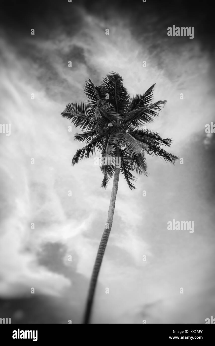 Summer tropical sunset on palm Black and White Stock Photos & Images ...