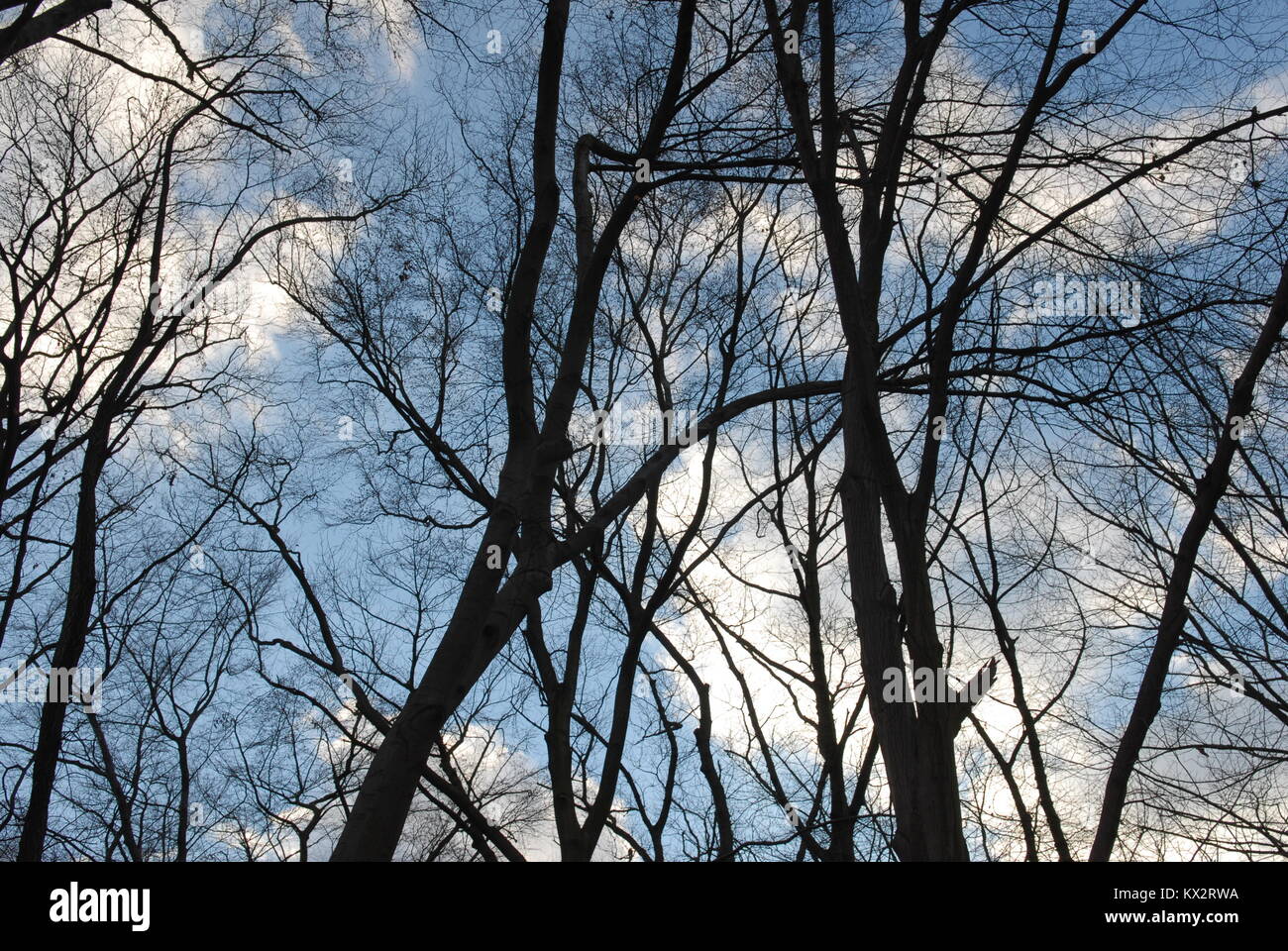 trees with sky and white clouds in winter Stock Photo - Alamy