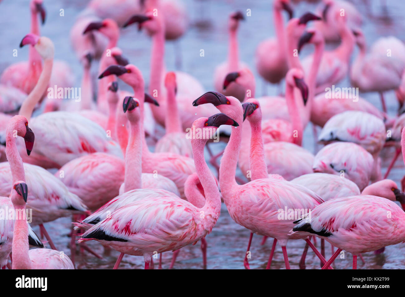 Flamingos, Salinas, Walvis Bay, Namibia, Africa Stock Photo - Alamy