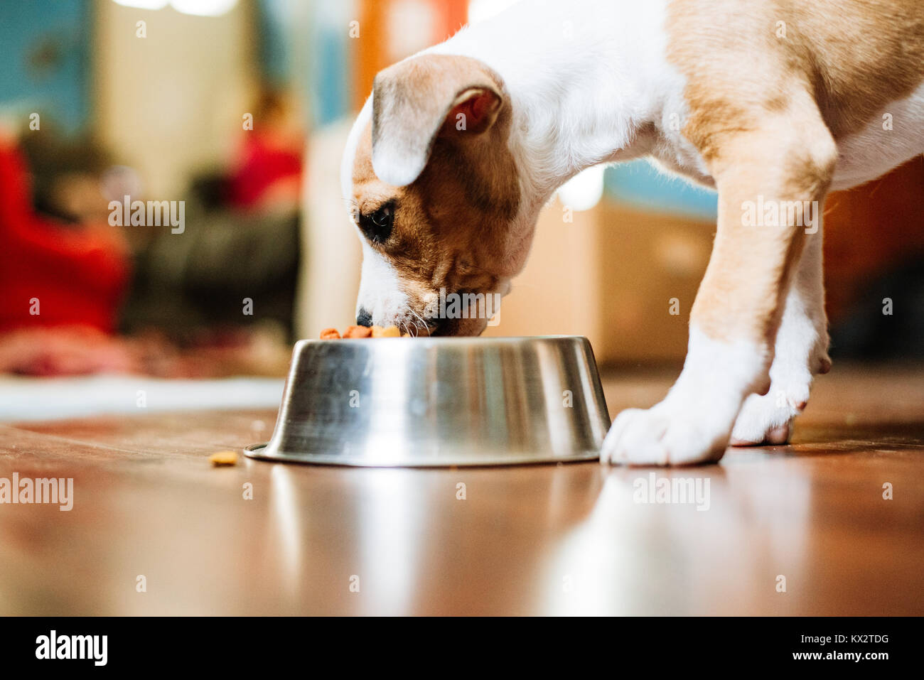 A beagle mix puppy eats food out of a dish Stock Photo Alamy