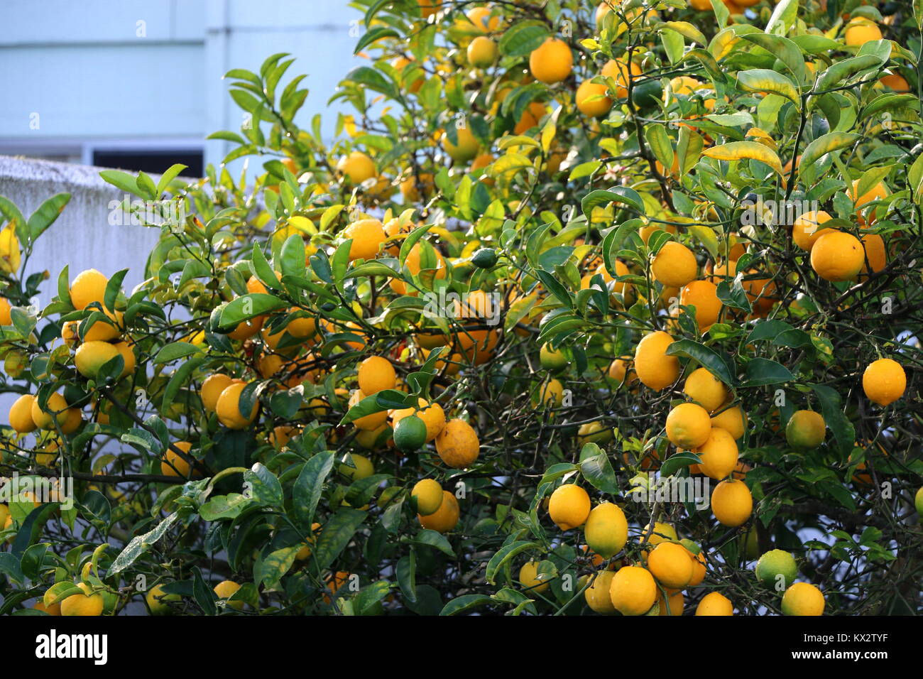 Lemon Tree High Resolution Stock Photography and Images Alamy