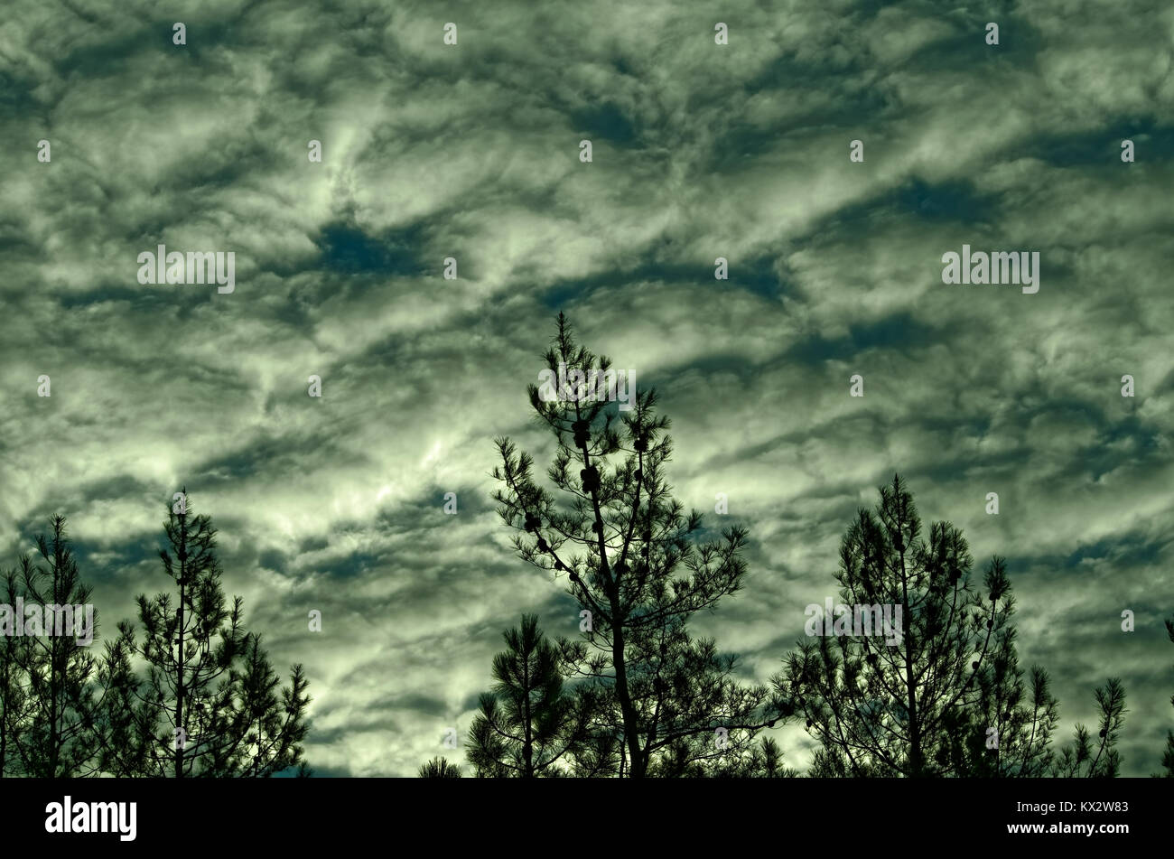 Storm clouds and pine trees Stock Photo - Alamy