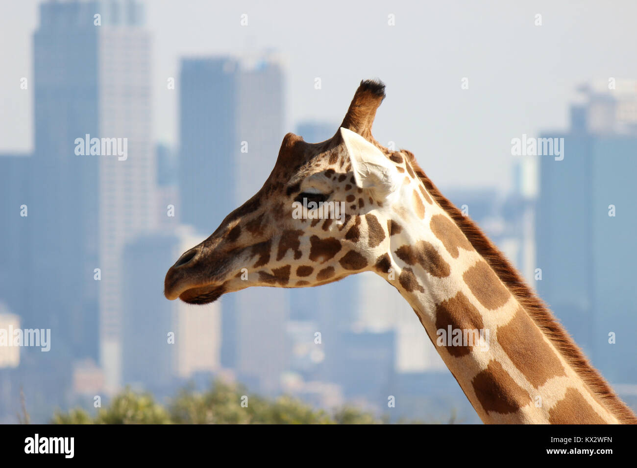 giraffe head with city skyline in background Stock Photo