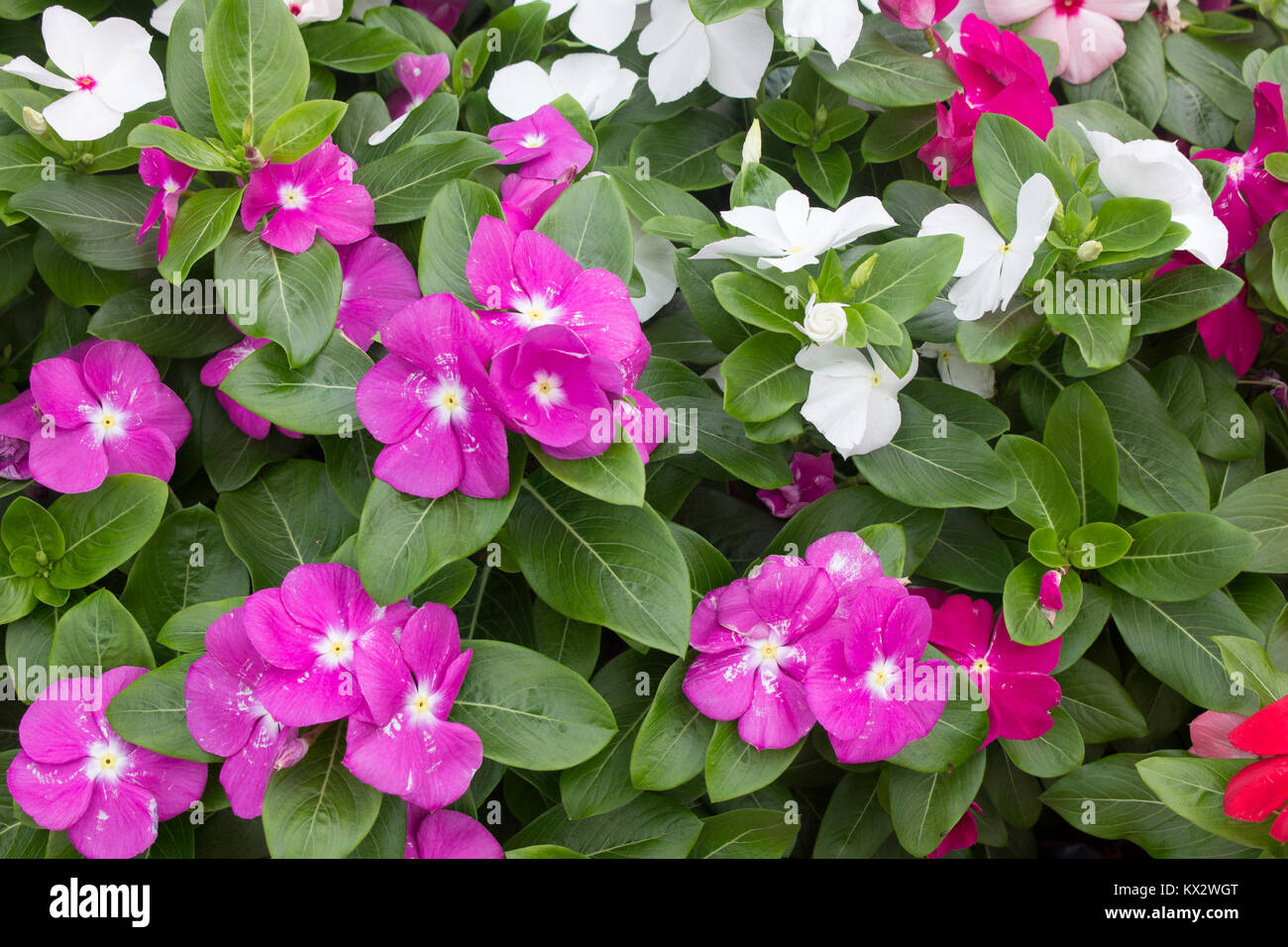 Beautiful pink phlox flowers in the garden Stock Photo - Alamy