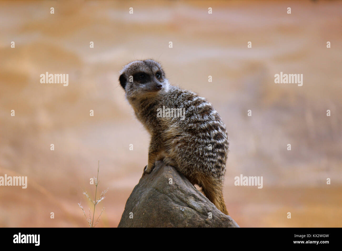 young meerkat sitting on a rock for lookout Stock Photo