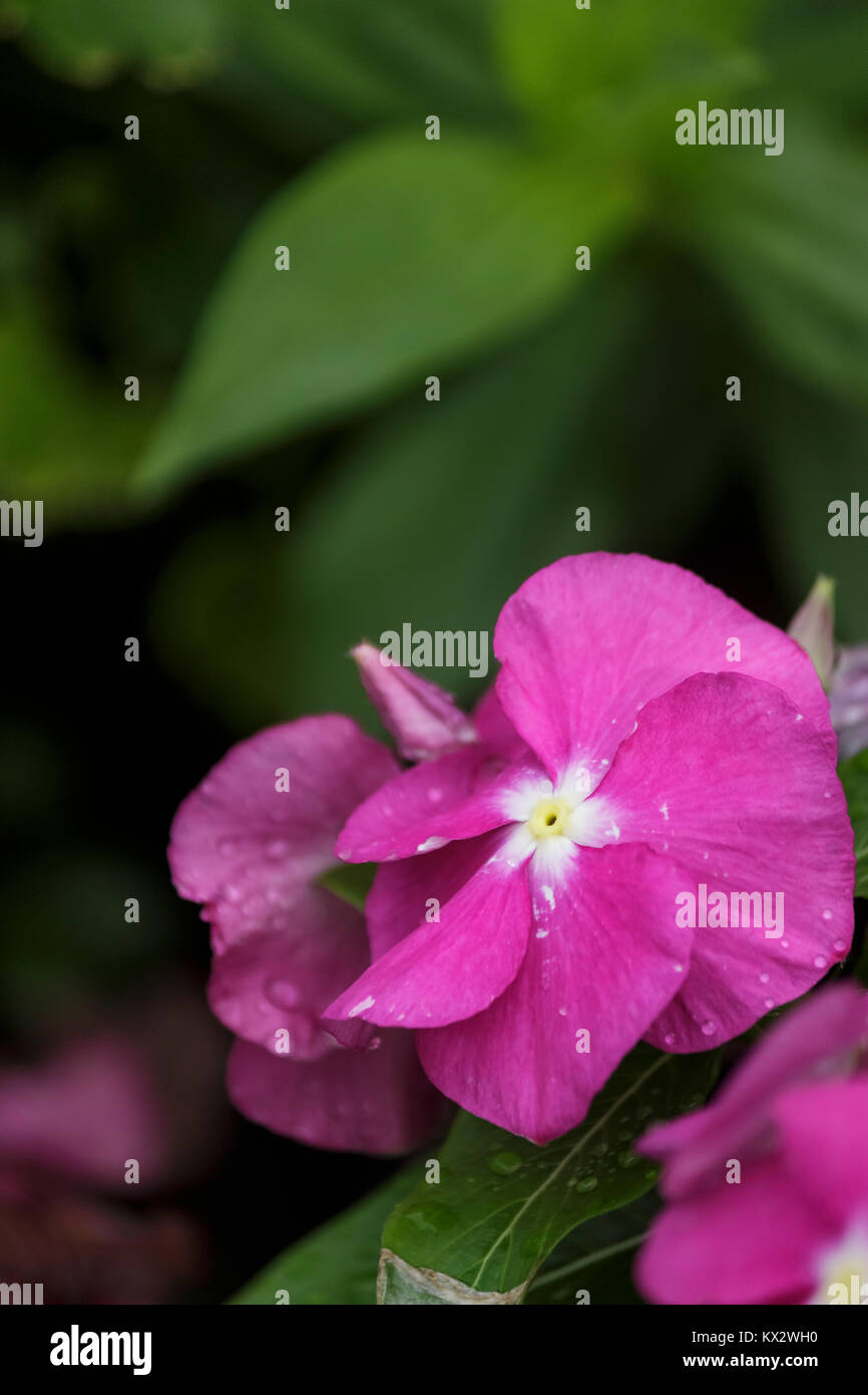 Close up beautiful pink phlox flowers in the garden Stock Photo - Alamy