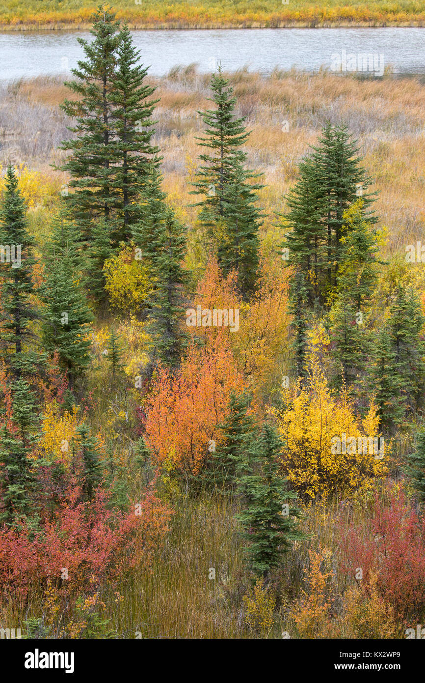 Deciduous trees changing color to red and yellow in autumn along lake shore in montane ecosystem