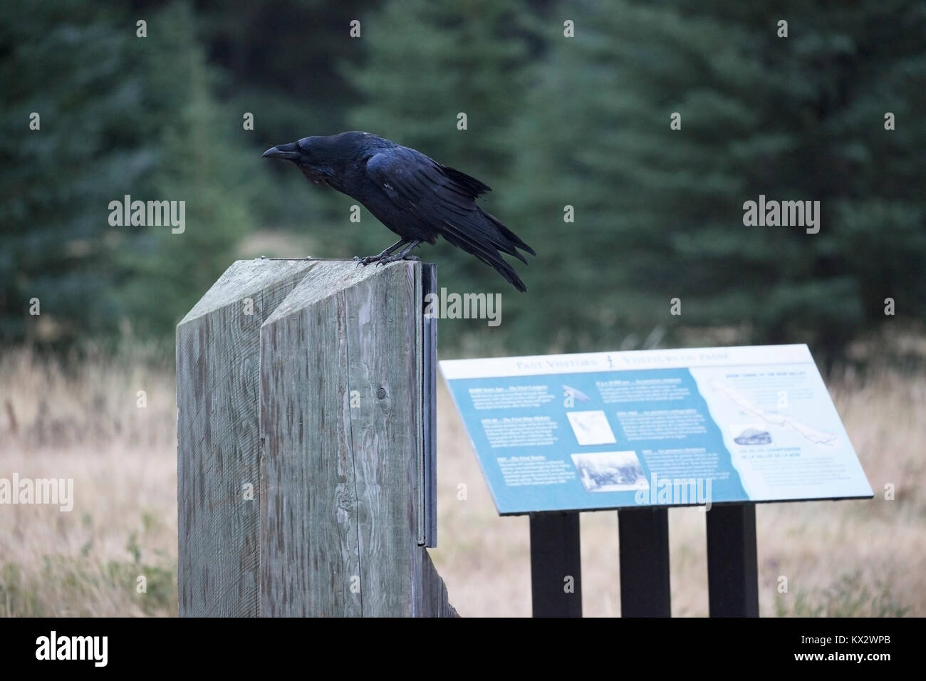 Raven perched on interpretive sign in Banff National Park Stock Photo
