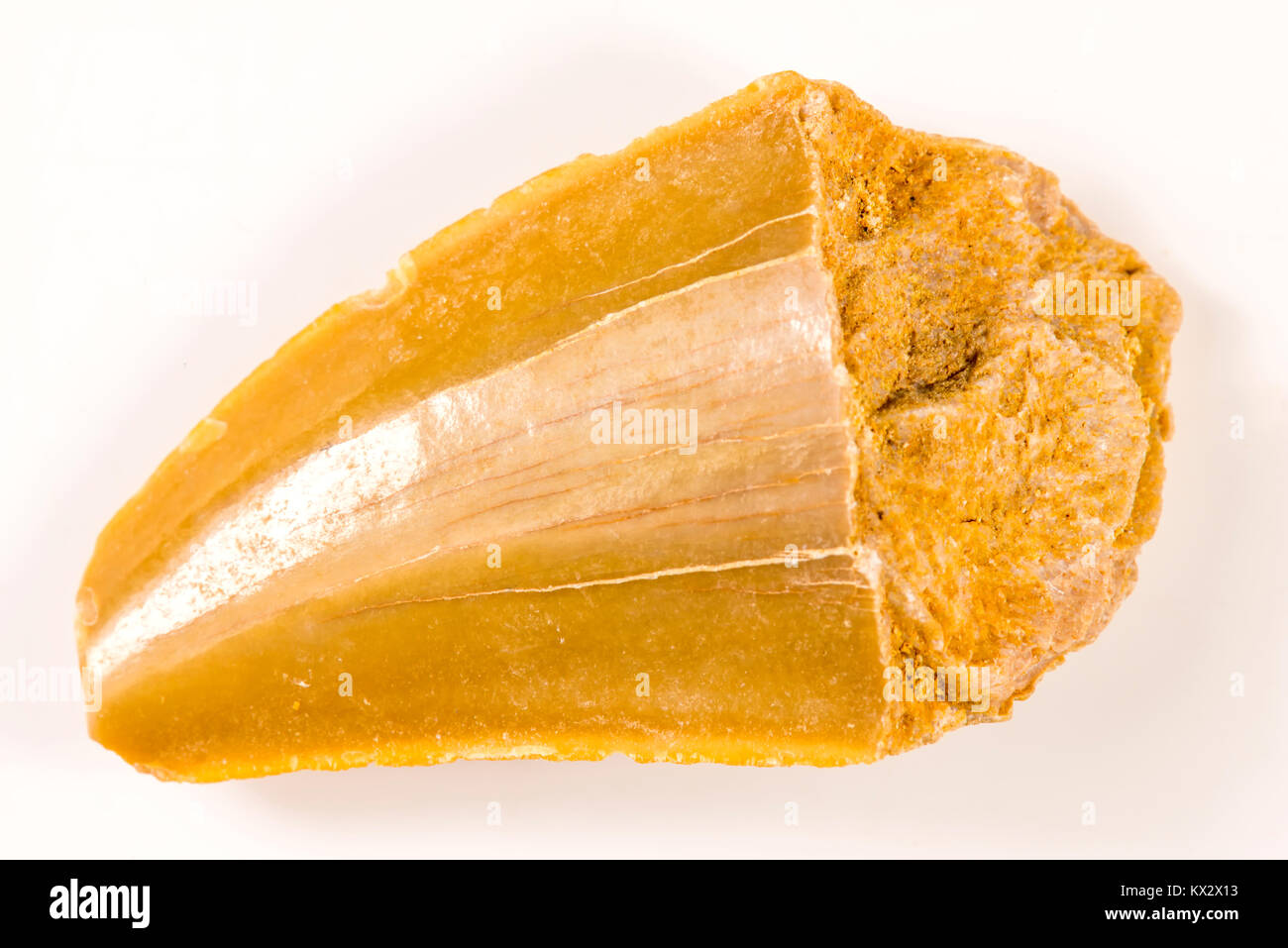 dinosaur tooth, fossil, closeup Stock Photo - Alamy