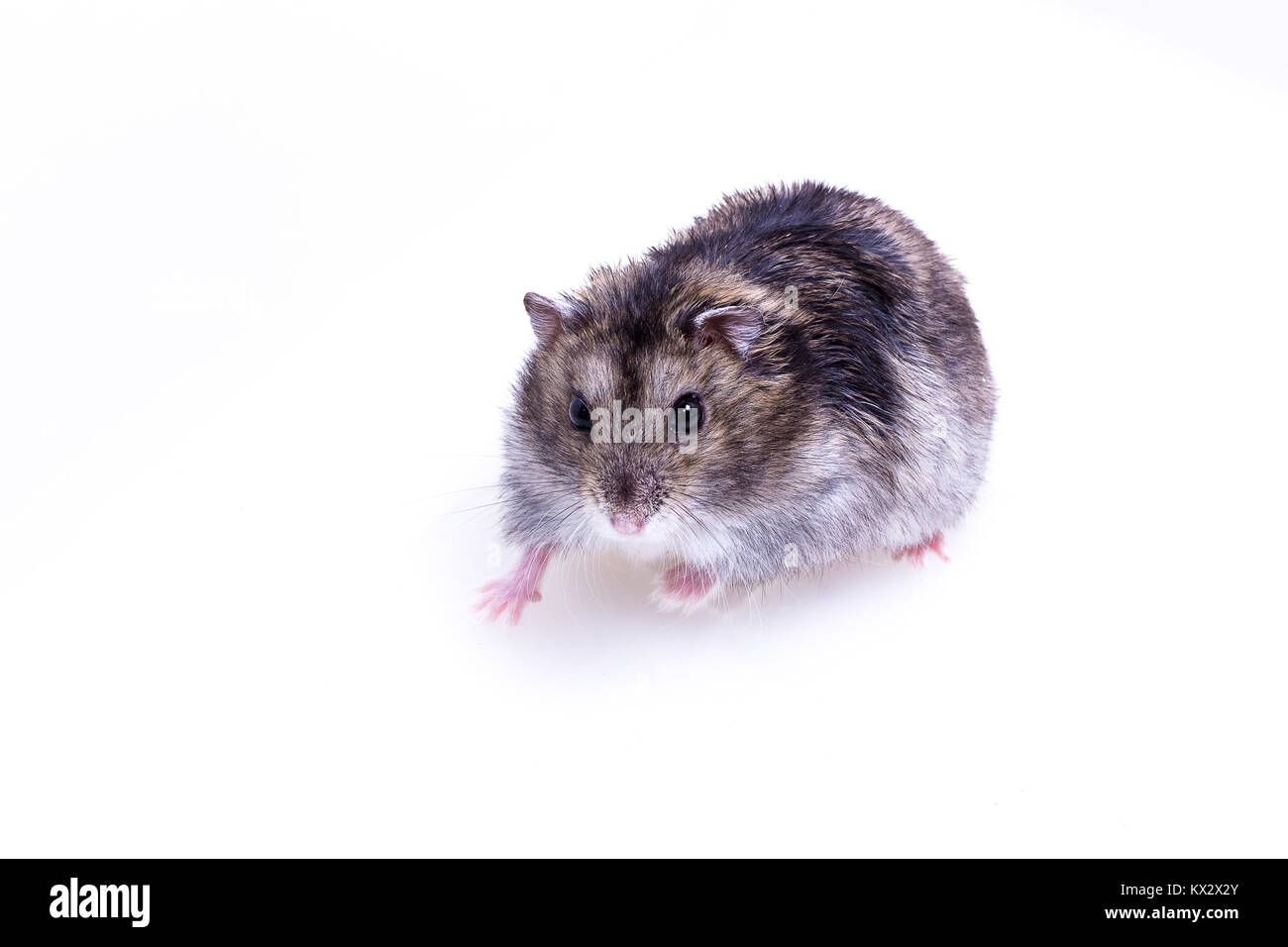 Normal Color of Winter White Hamster on white background Stock