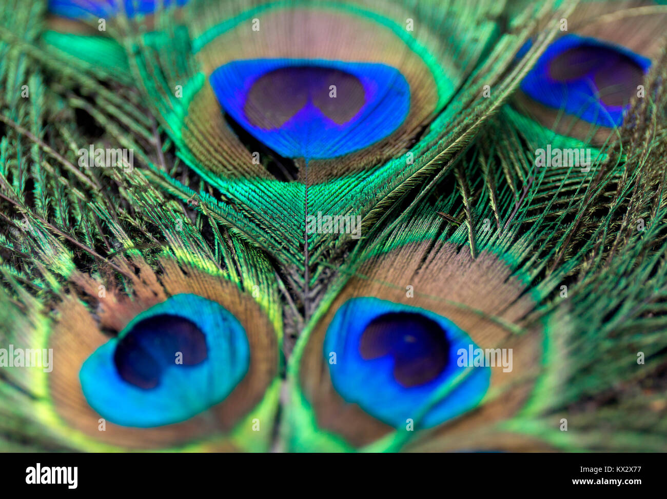Beautiful peacock feathers. Close up green and blue blur background ...