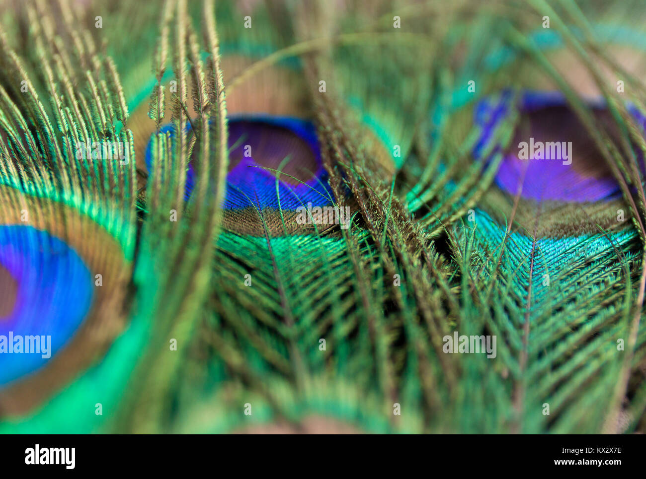 Beautiful peacock feathers. Close up green and blue blur background ...