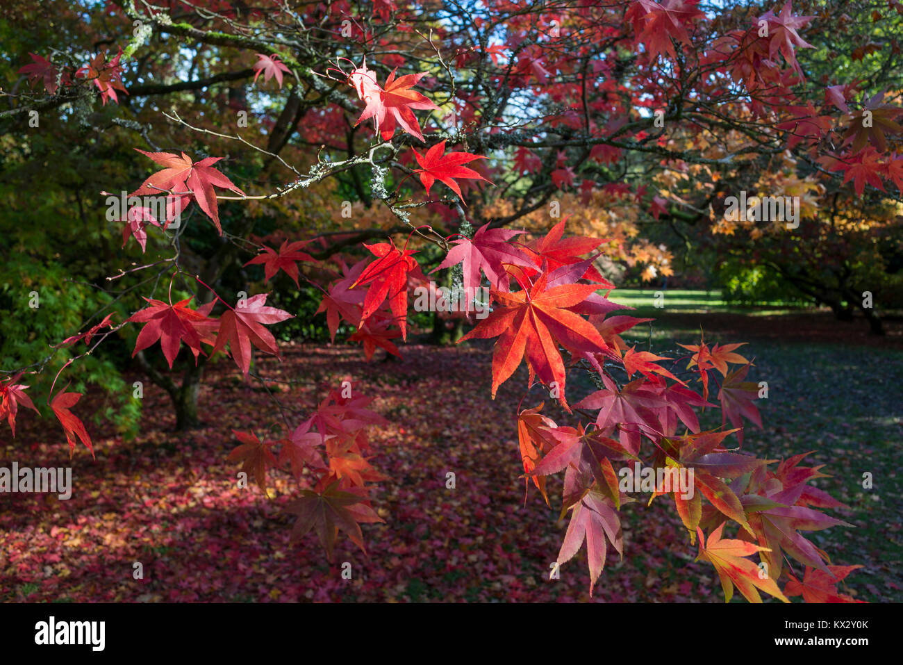 Japanese maple acer palmatum westonbirt hi-res stock photography and ...