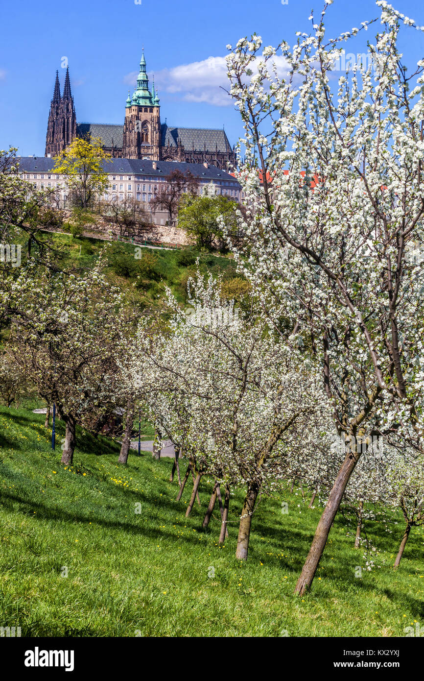 Prague Castle view, Petrin park flowering trees, Spring in Prague, Czech Republic, Europe Stock Photo