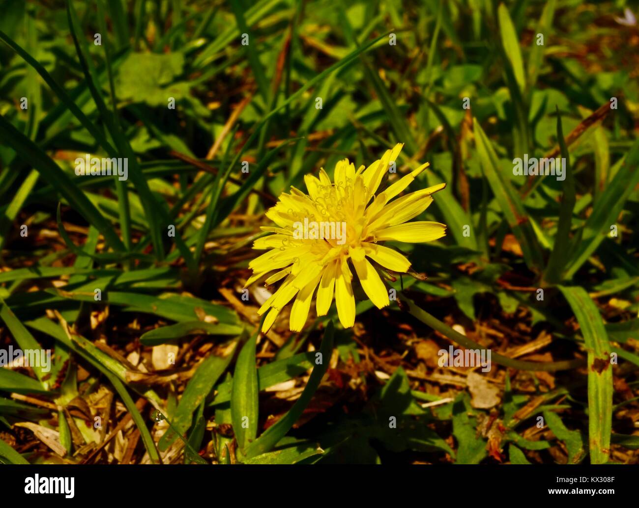 Close up of a small yellow flower blooming in early spring, in a meadow. Stock Photo