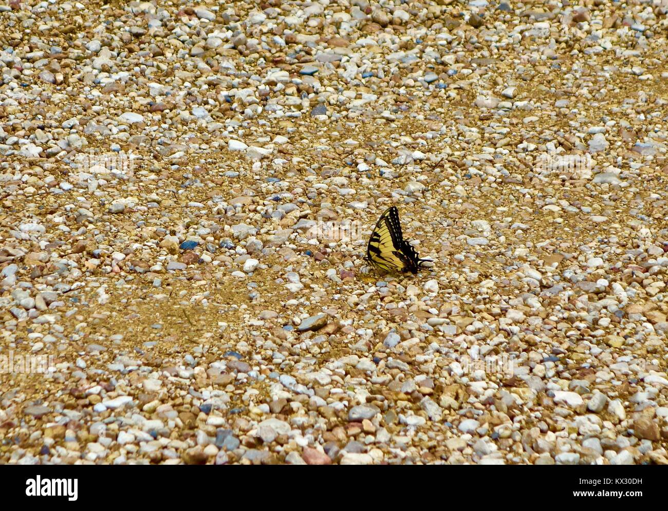 A yellow butterfly resting on gravel Stock Photo