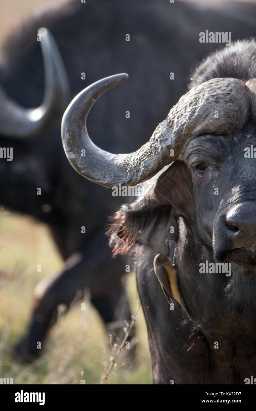 Red ox pecker on cape buffalo Stock Photo