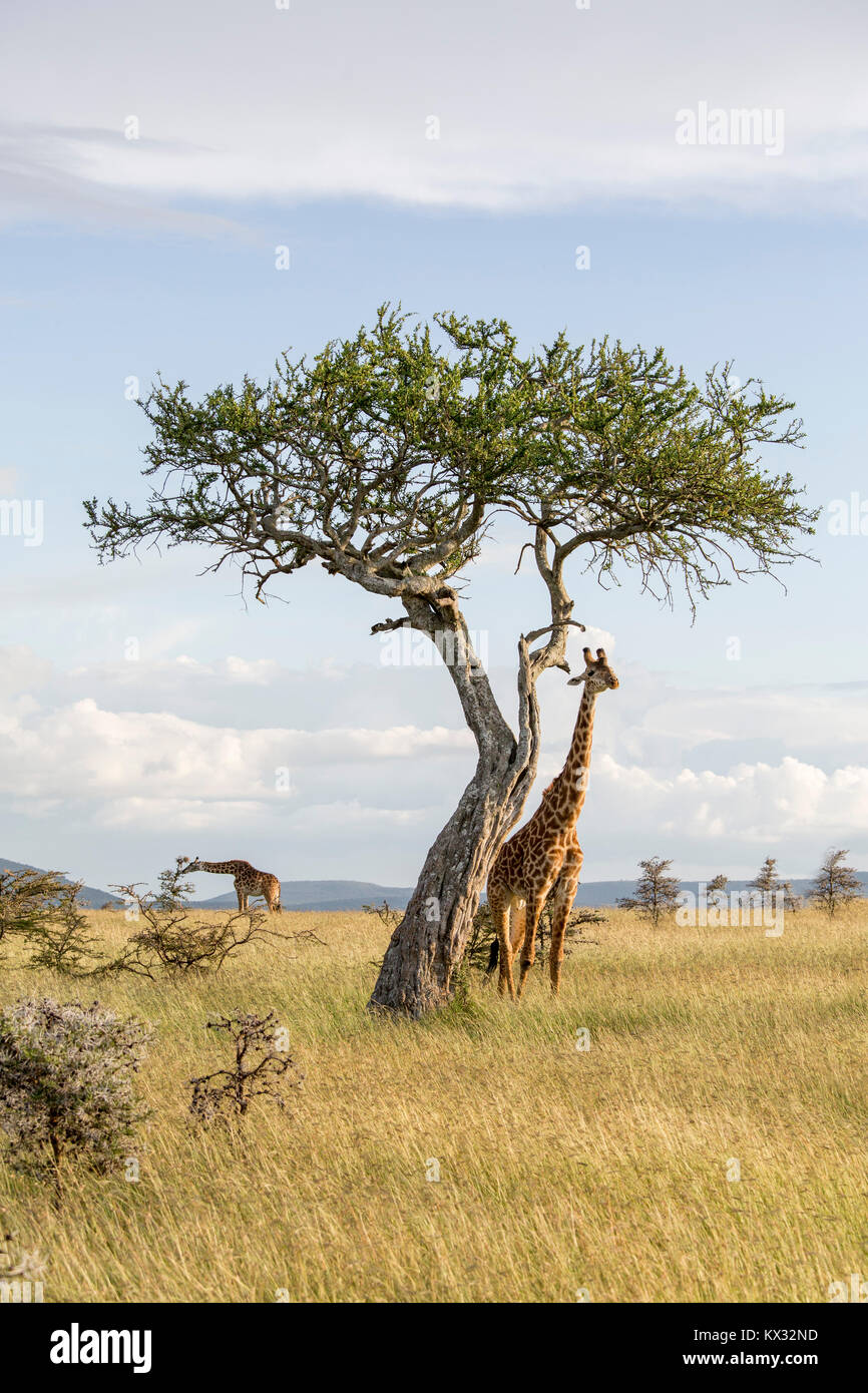 A single side giraffe under a tree,Valley camp Mara Naboisho conservancy Kenya Africa Stock Photo