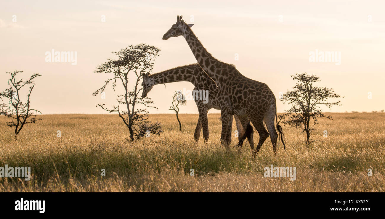 Two Masai giraffe browsing in open grassland,Valley camp Mara Naboisho conservancy Kenya Africa Stock Photo