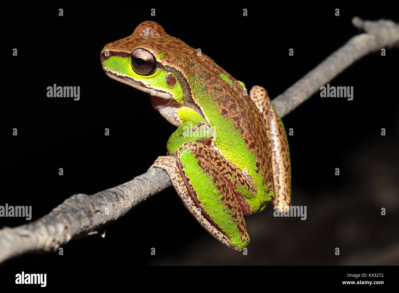 Blue Mountains Tree Frog Stock Photo