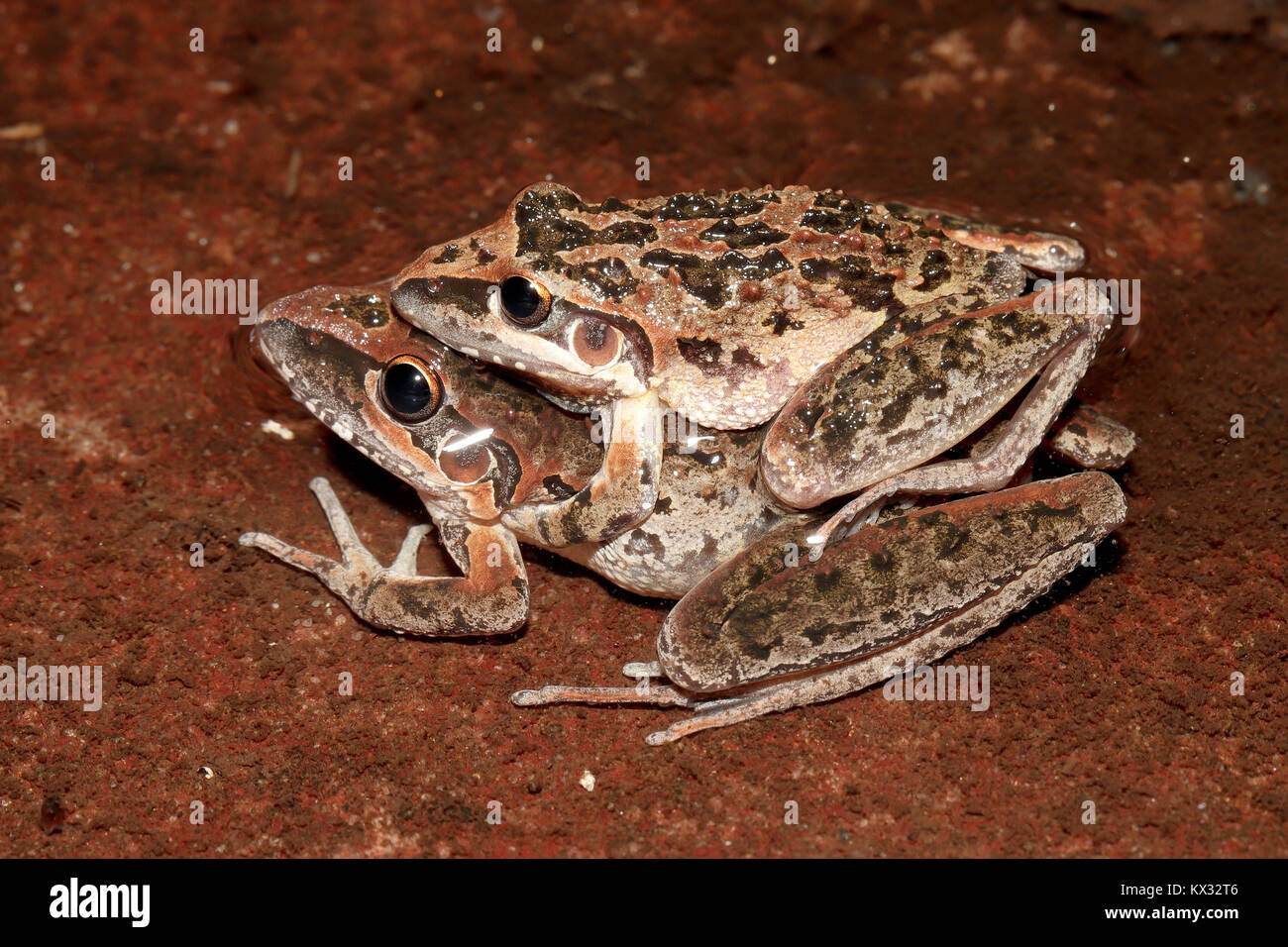 Wallum rocket frog hi-res stock photography and images - Alamy