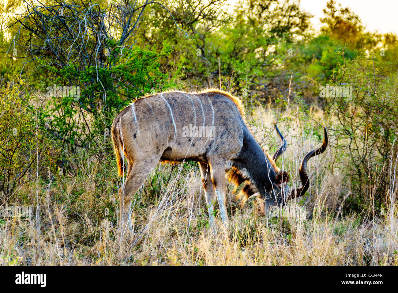 Male Kudu grazing in the savanna area of central Kruger Park in South Africa Stock Photo