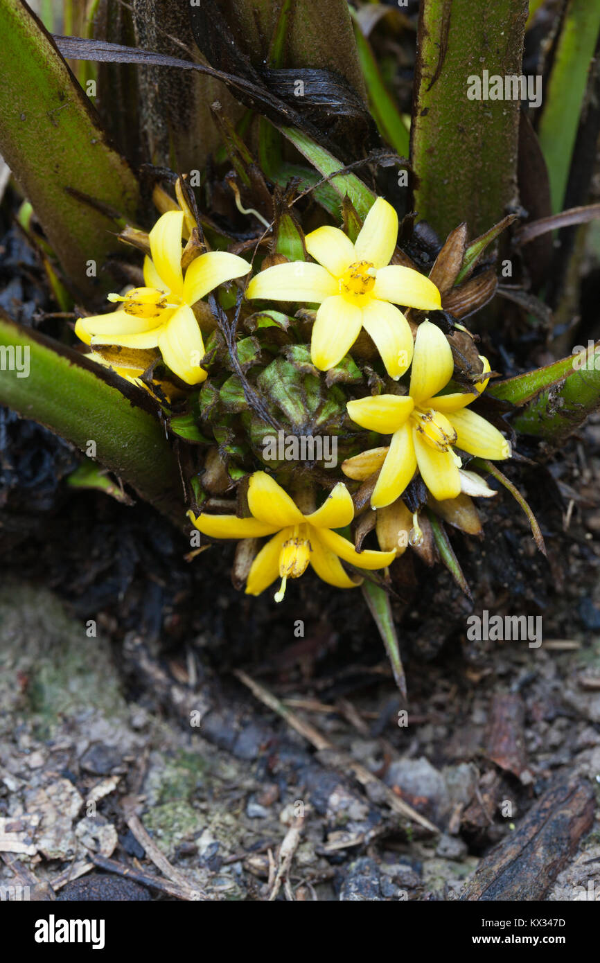 Weevil Lily (Molinaria capitulata) flowers growing from base at ground level. Cow Bay. Daintree National Park. Queensland. Australia. Stock Photo