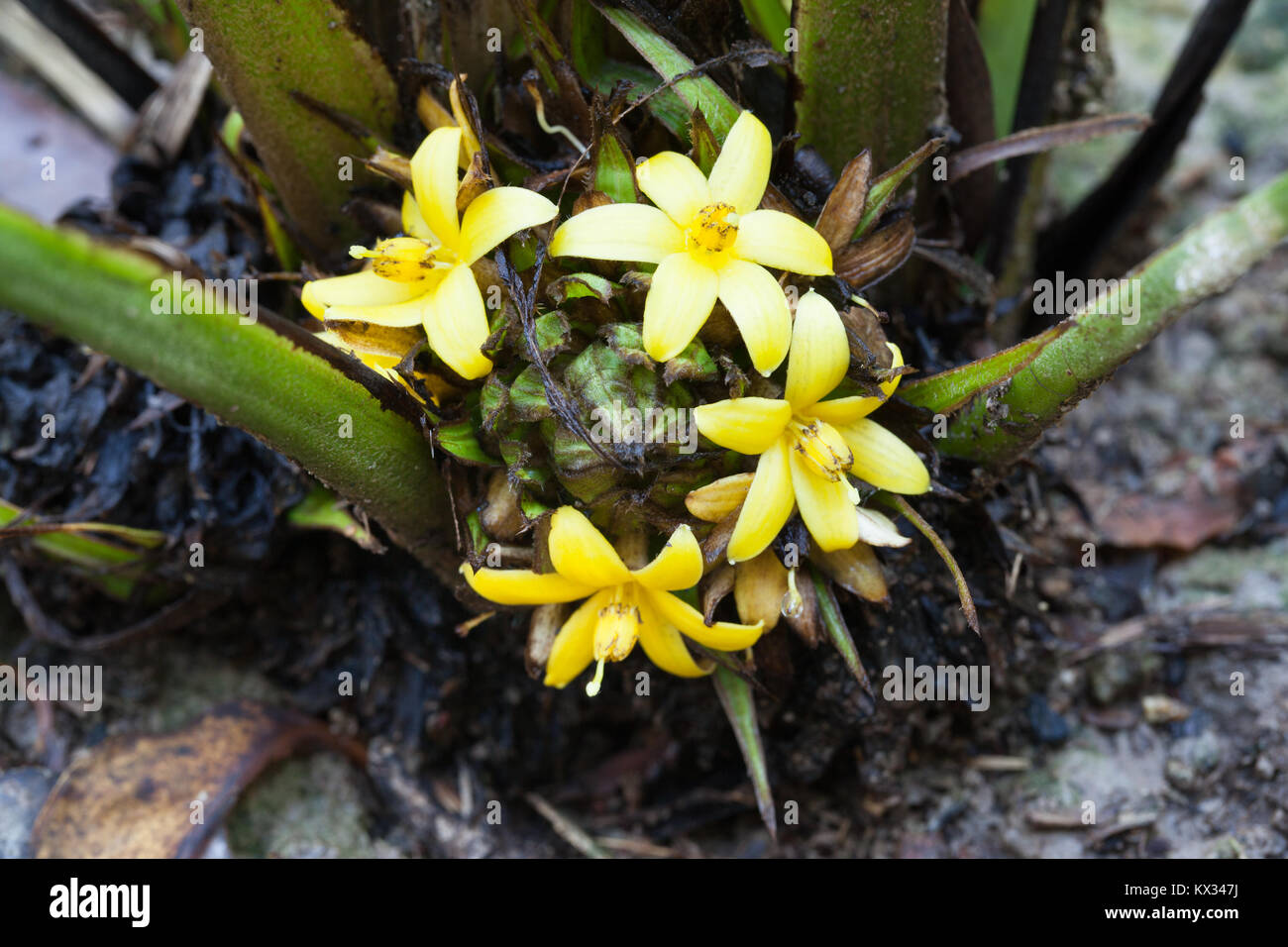 Weevil Lily (Molinaria capitulata) flowers growing from base at ground level. Cow Bay. Daintree National Park. Queensland. Australia. Stock Photo