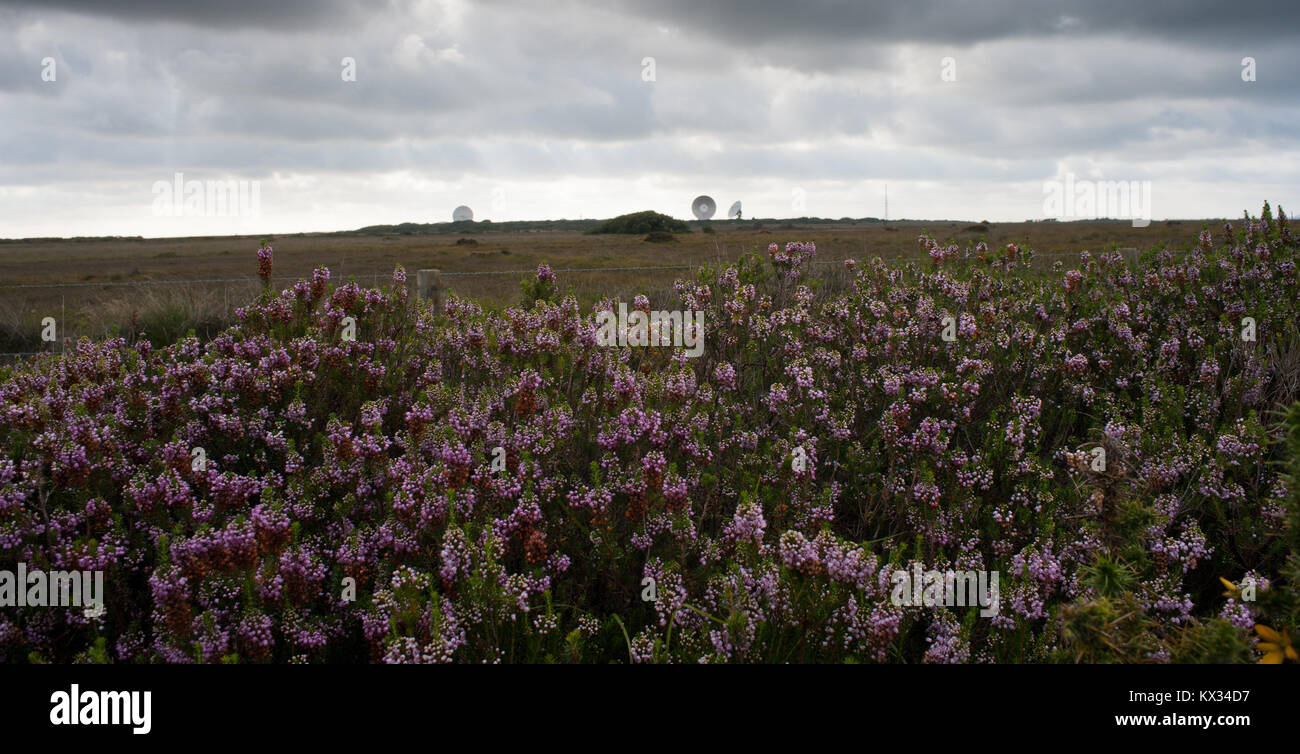 Goonhilly Satellite Dishes and Heather Stock Photo