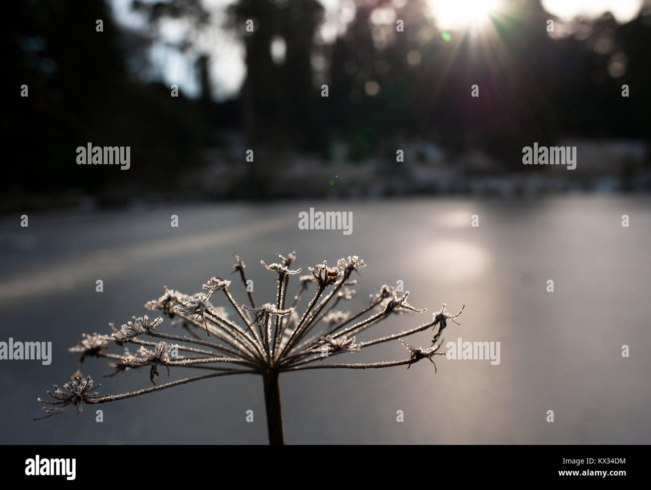 Frosty seedheads and frozen pond, Bedgebury, Kent Stock Photo