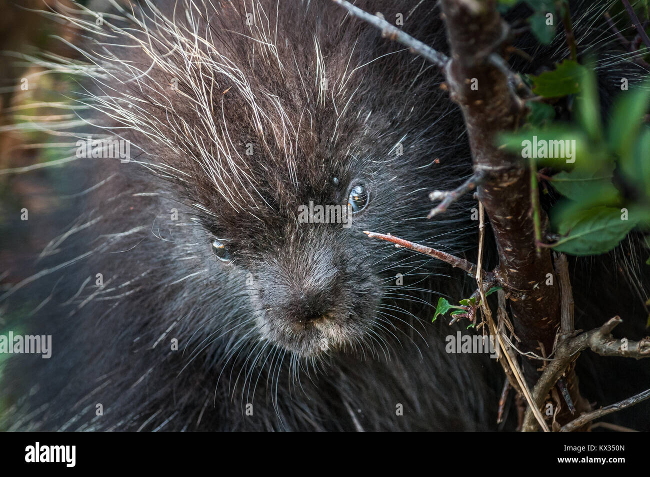Black porcupine in a tree takes a worried look at Forillon National Park, Gaspésie, Québe Stock Photo